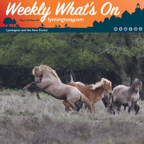 Stallion with mares in the New Forest