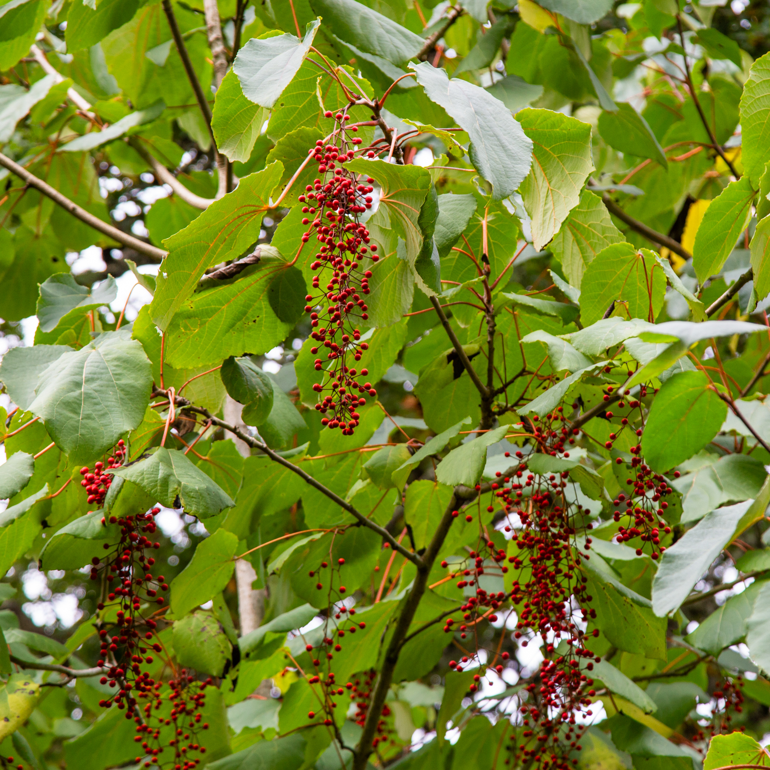 Autumn colour at Exbury Gardens November 2023