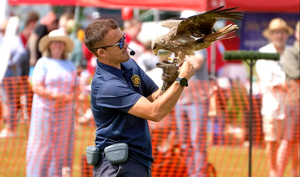 Falconry edited