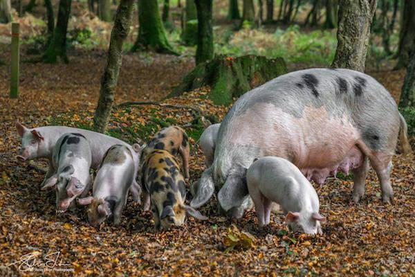 Look out for pigs! Pannage in the New Forest.