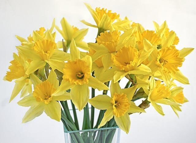 Using the colour yellow in a spring garden 