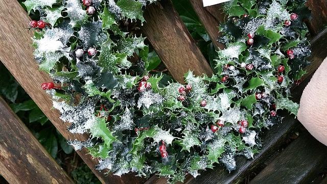 christmas wreath made of holly