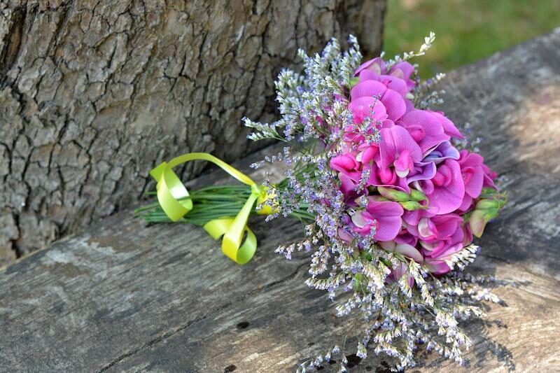 Growing sweet peas, Lathyrus odoratus, for summer fragrance