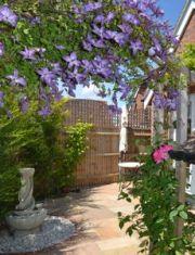 Roses in your lymington garden June 2