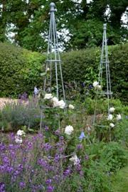 gardening in june lymington roses 3