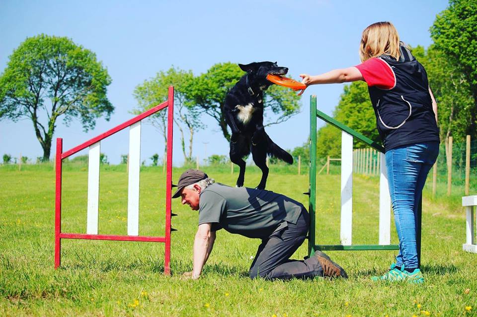 Dog Training and Behaviour at Dogstival New Forest Hampshire