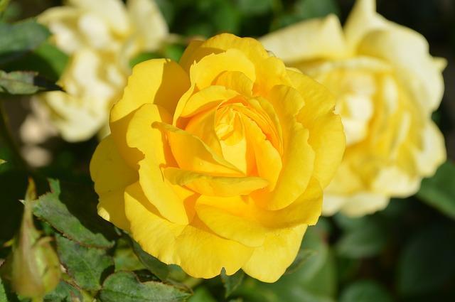 How to treat roses with black spot