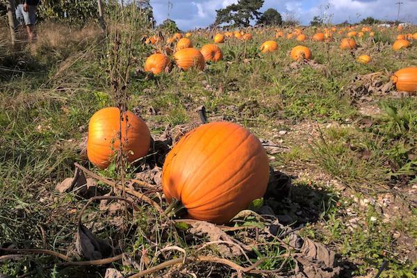 pumpkins at Goodalls farm in Lymington Hampshire