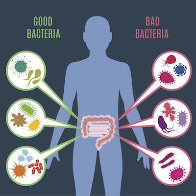 Good bacteria bad bacteria Converted web