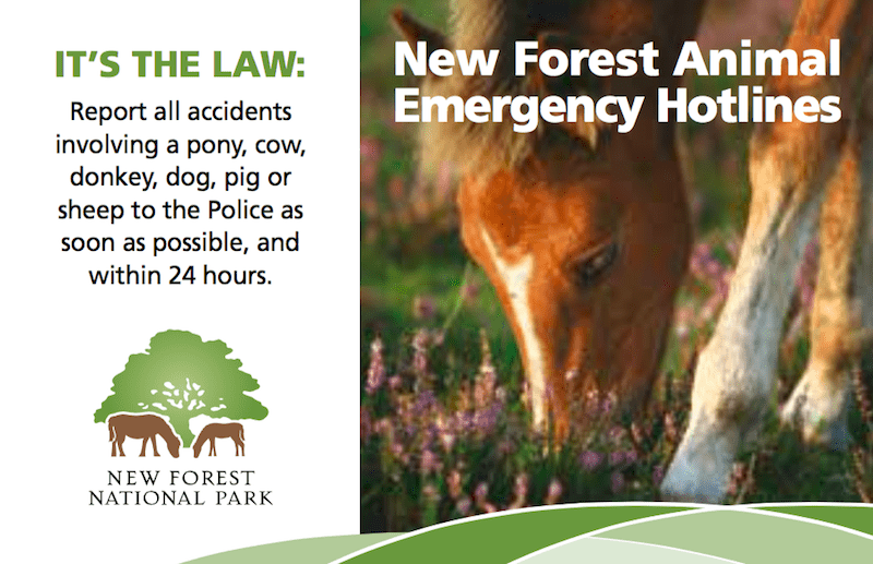 Reward raised to £5,000 to stop pony deaths in the New Forest