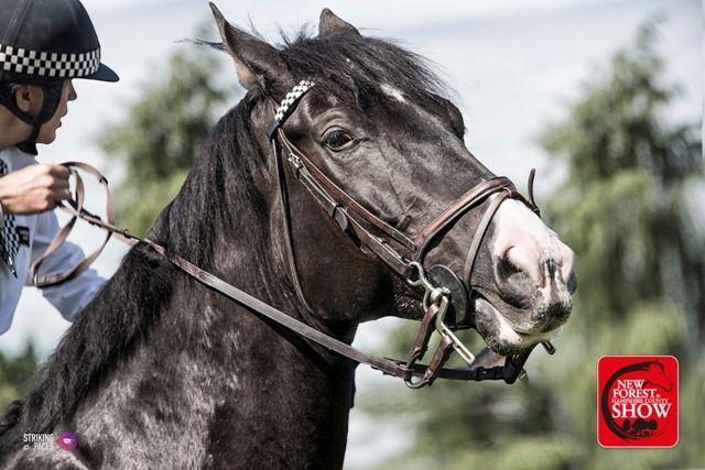 New Forest Show - Metropolitan Mounted Police star attraction