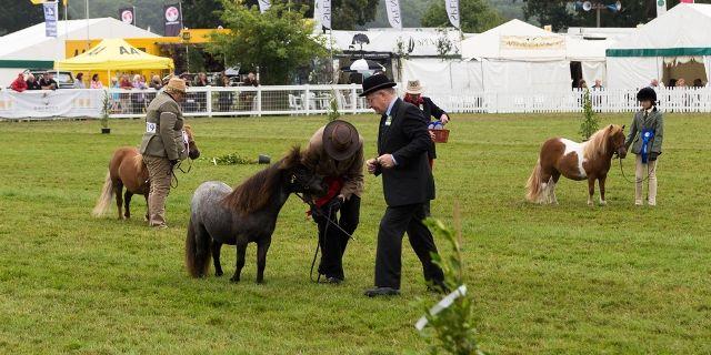 New Forest Show 2013 showing classes