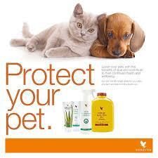 protect your pet with aloe vera