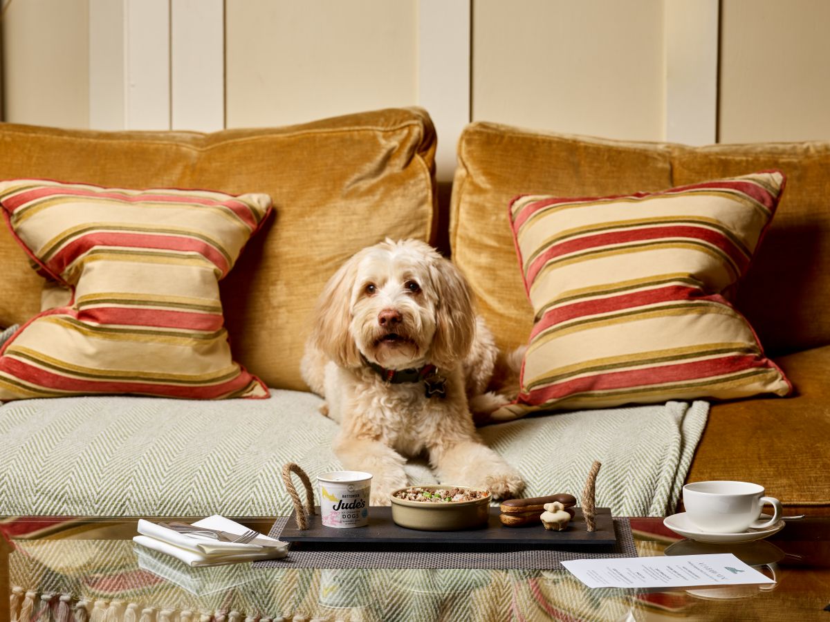 Montagu Arms Hotel dog at afternoon tea