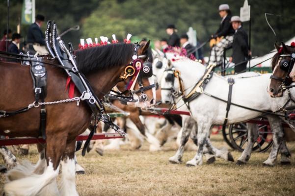 New Forest Show Brockenhurst 2019 useful visitor information