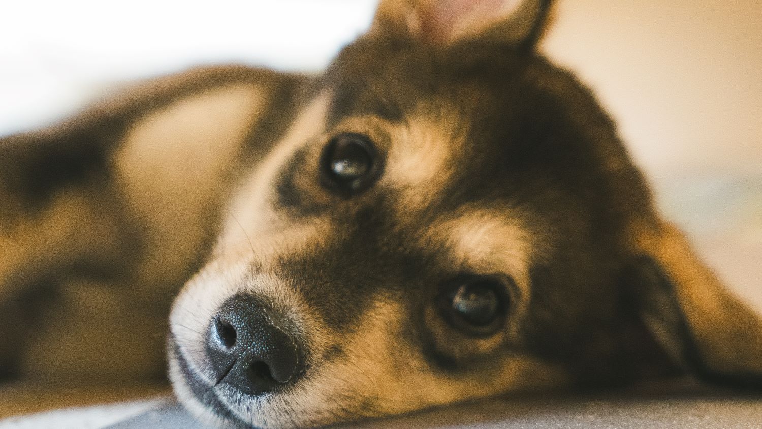 A Day in the Life of a New Forest Trainee Solicitor