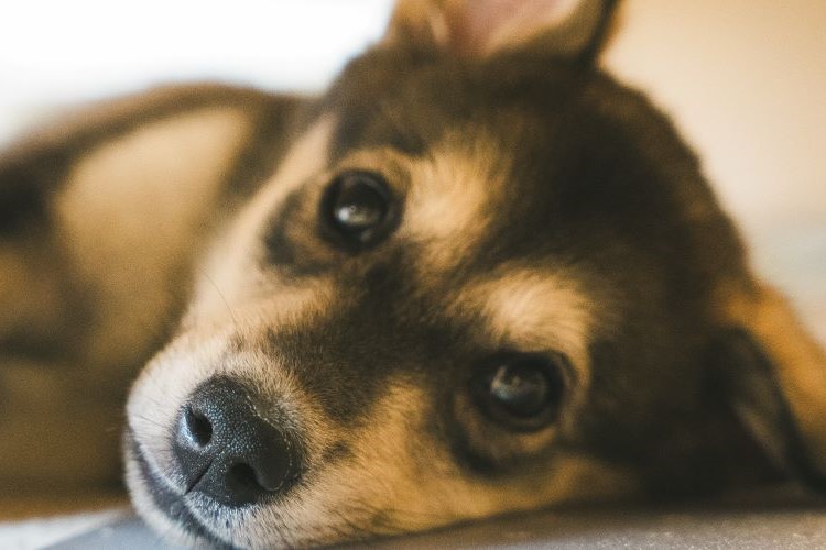 May Milestones at Scott Bailey LLP Lymington and Lyndhurst New Forest