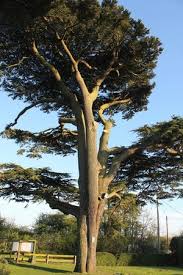 south lawn hotel outside cedar tree