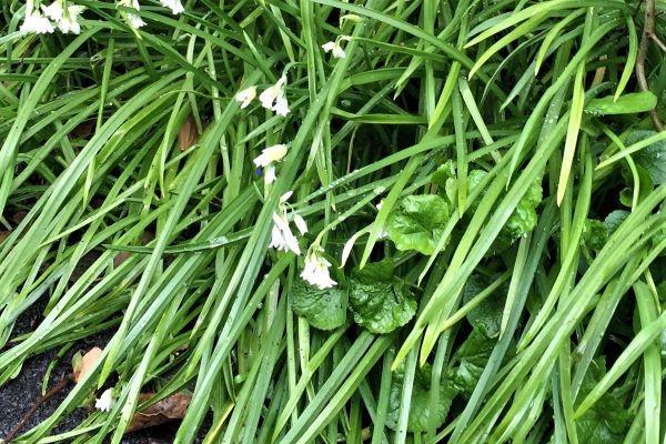 Three Cornered Leek Pesto from Real Food New Forest