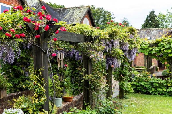 wisteria on arch in garden