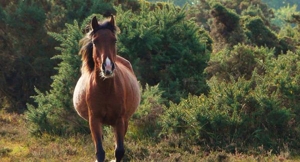 Ponies and Commoning Countryside Workshop