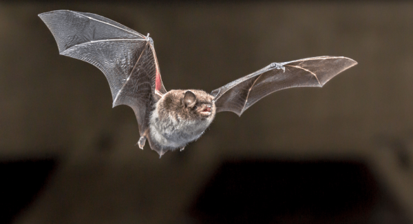 UK Bats - Talk and Walk Countryside Workshop
