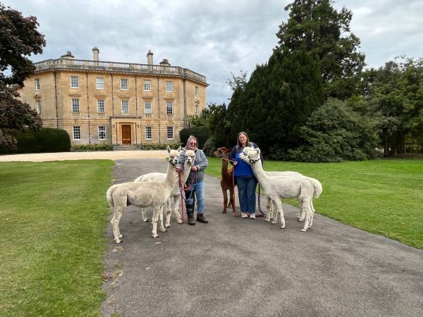 Walk with Alpacas