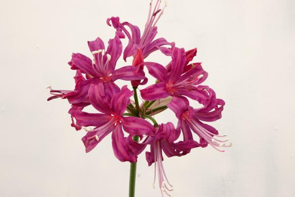 Nerine Exhibition