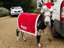 Meet the donkeys at Christmas